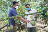 Hỗ trợ tiêu thụ nông sản trong điều kiện COVID-19